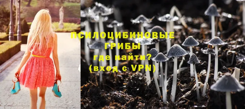 Псилоцибиновые грибы Cubensis Весьегонск